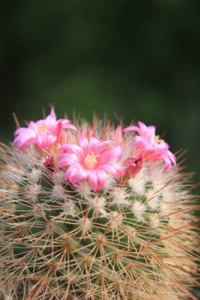 piękne kaktusy kaktus