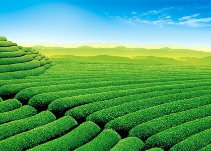 ladang hijau yang indah stock photo