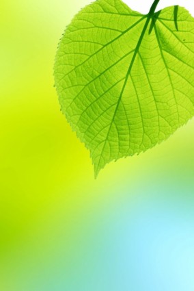 Beautiful Green Leaf Background Hd Picture