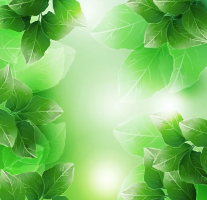 красивые зеленые листья вектор