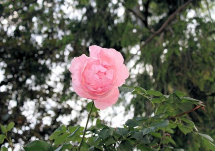 piękna róża różowy
