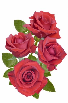 schöne rote Rosen-hd-Bild