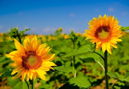 schöne Sonnenblumen hd-Bild