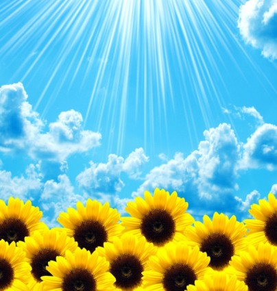 Gambar Indah Bunga Matahari Highdefinition Langit Gratis Foto Download Gratis