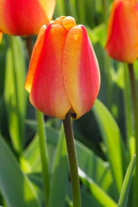 bellissimo tulipano