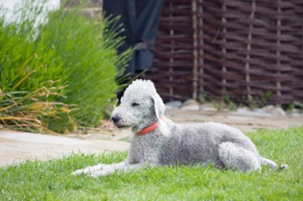 canino de Bedlington terrier perro
