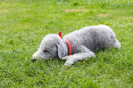 animal chien Bedlington terrier