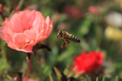 النحلة تلعثم نحلة ملونة