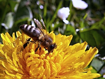 makro mniszek Pszczoła