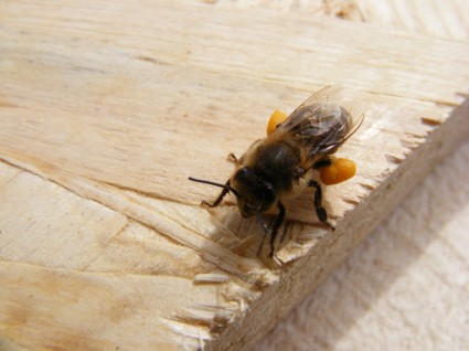 dieta de la abeja cargado