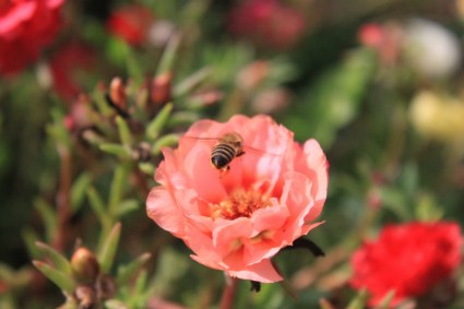 蜜蜂飛行鮮花