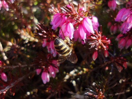 Primavera de flor abelha
