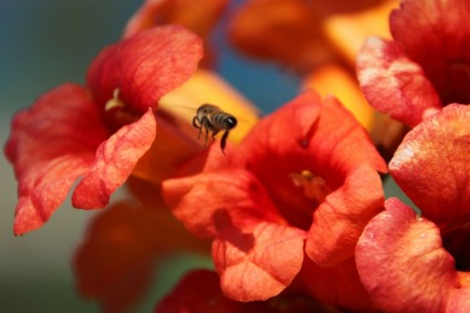 Biene in Richtung Blume