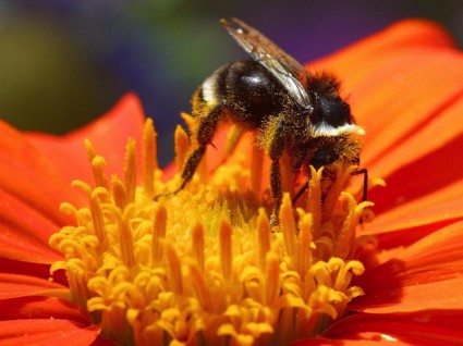 fleur insecte abeille
