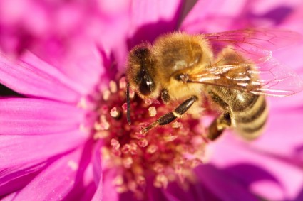 lebah serangga bunga