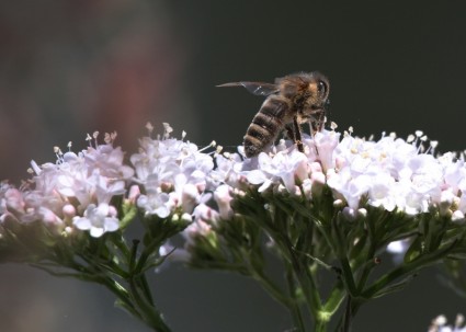 lebah serangga bunga