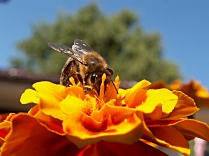 蜜蜂昆虫花卉