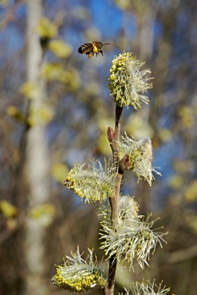 Biene-Insekten-Frühling