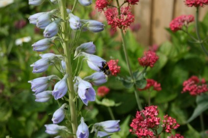 lebah pada biru delphinium