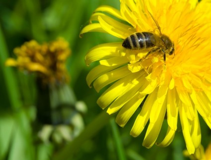 abeille sur pissenlit