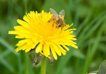 lebah bunga