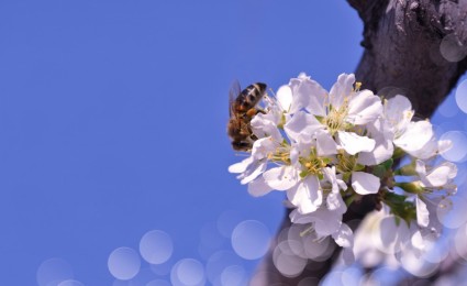 ผึ้งบนดอกไม้