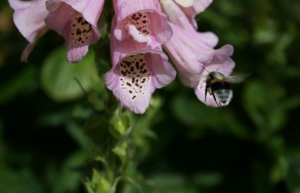 abeja en flor de la dedalera