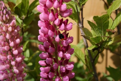 lebah pada lupins