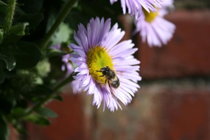 蜜蜂在秋季开庭雏菊