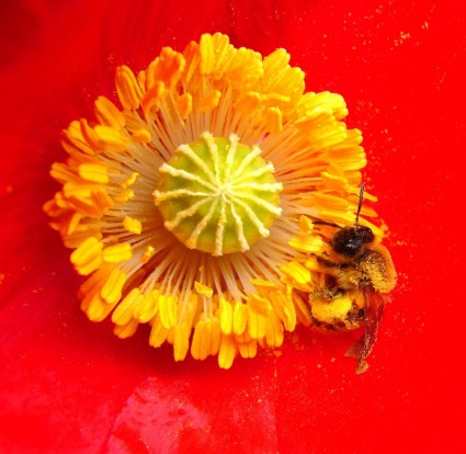 النحلة في النحل الحشرات الخشخاش على زهرة