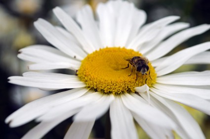 abeille sur la fleur