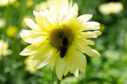 黄色の花の蜂