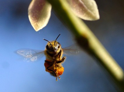 lebah serbuk sari sayap