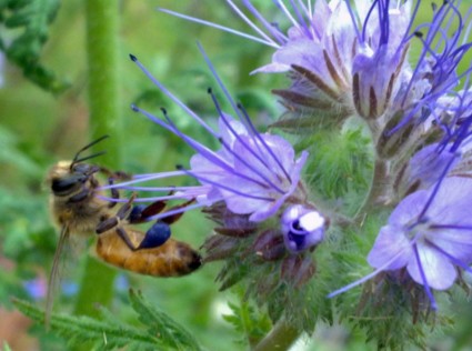 花を受粉ハチ