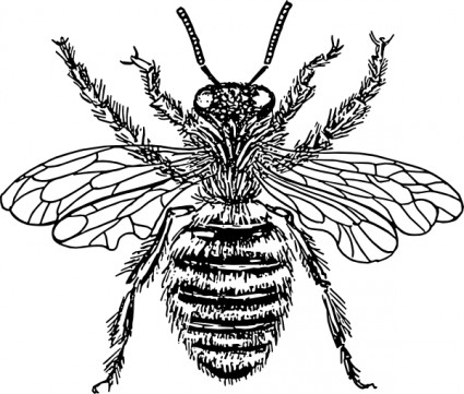 clip art de abeja reina