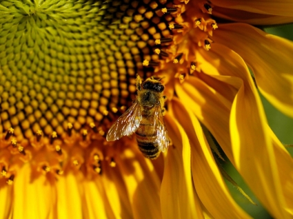 Pszczoła tapety zwierzęta owady