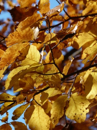 feuilles de hêtre automne