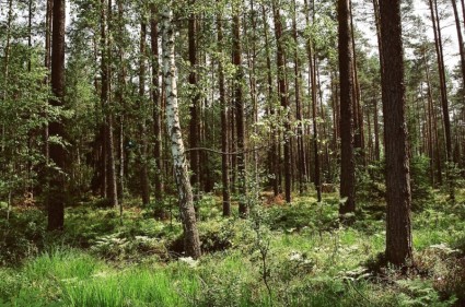 Beech hutan Tokyo