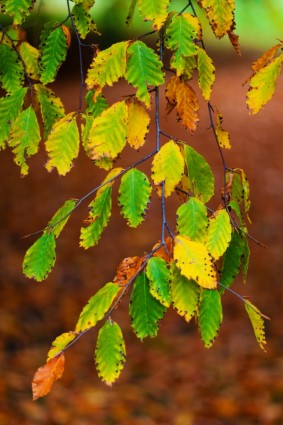 branche de feuilles de hêtre