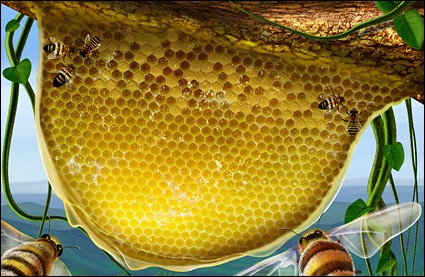 꿀벌 셀룰러 등나무 식물