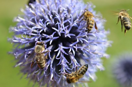 las abejas de la flor púrpura
