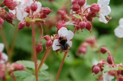 蜜蜂覓食的花