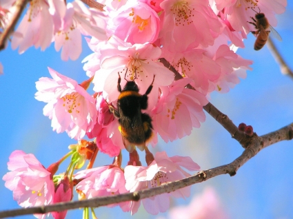 ong trong phông nền cây anh đào mùa xuân tự nhiên