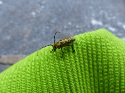 insecto animal escarabajo