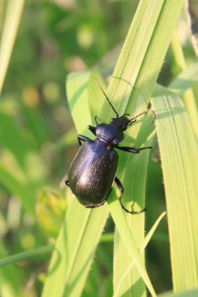 scarabeo nero calosoma
