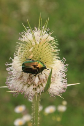 Beetle bug SILVERTOP