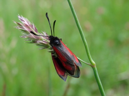 insetti insetti di volo Beetle
