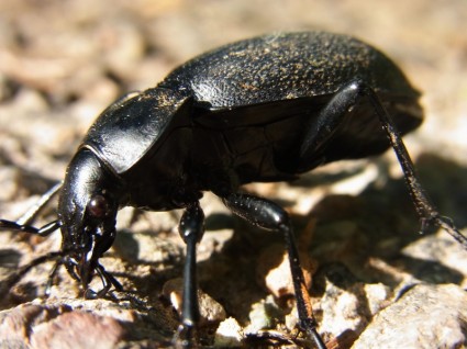 escaravelho carabus de besouros de chão