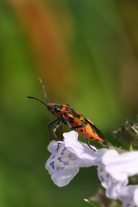 flor insecto escarabajo