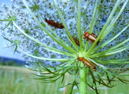 カブトムシの牧草地の昆虫